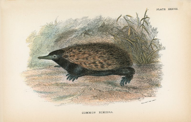Tavallinen echidna tekijältä English School
