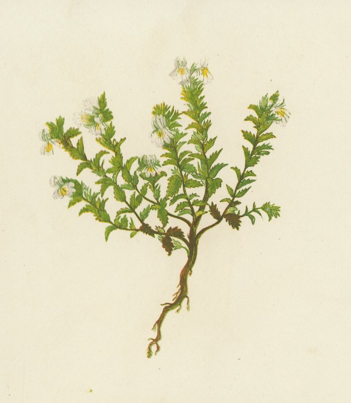 Silmäjalka, Euphrasia Officinalis (väri litossa) tekijältä English School