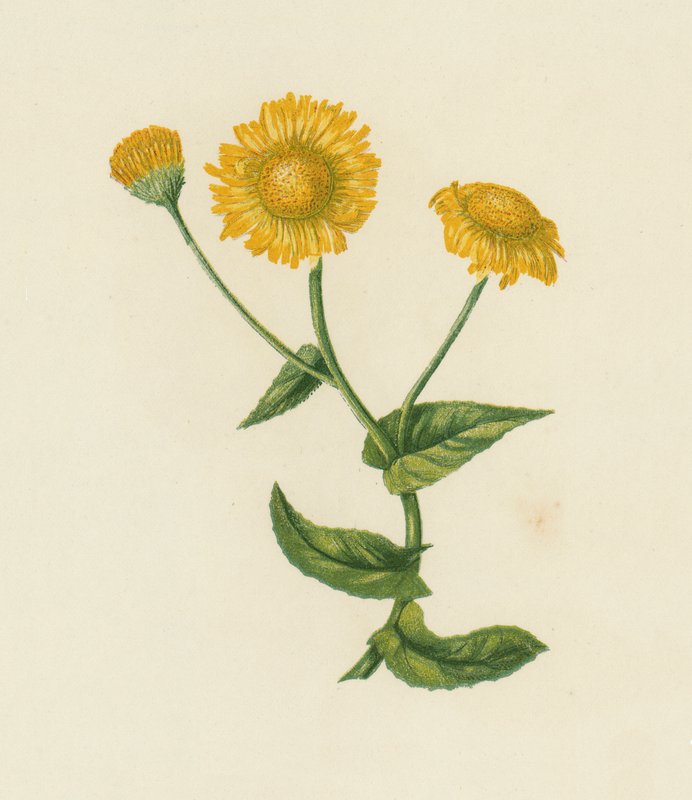 Kirppukärpässieni, Pulicaria Dysenterica (värilitho) tekijältä English School