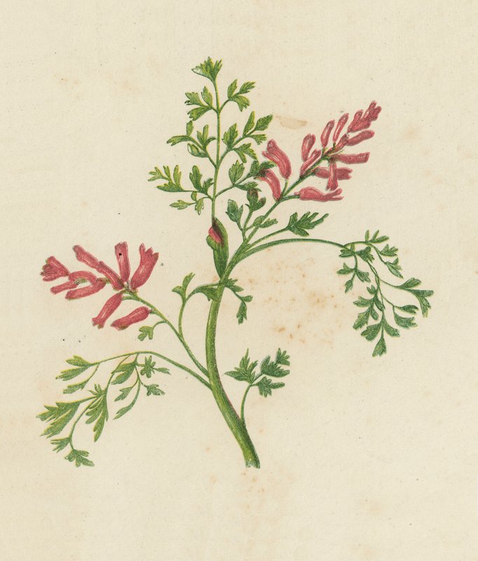 Fumaria Officinalis (väri litossa), Fumaria Officinalis (väri litossa) tekijältä English School