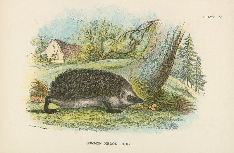 Tavallinen Hedge-Hog tekijältä English School