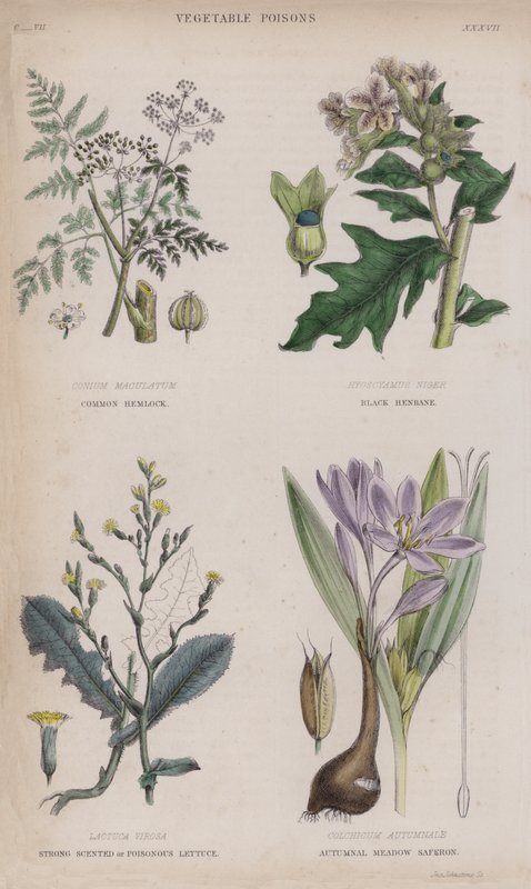 tavallinen hemlock; Musta Henbane; Voimakkaasti tuoksuva tai myrkyllinen salaatti; Autumnal Meadow Saferon (värillinen kaiverrus) tekijältä English School