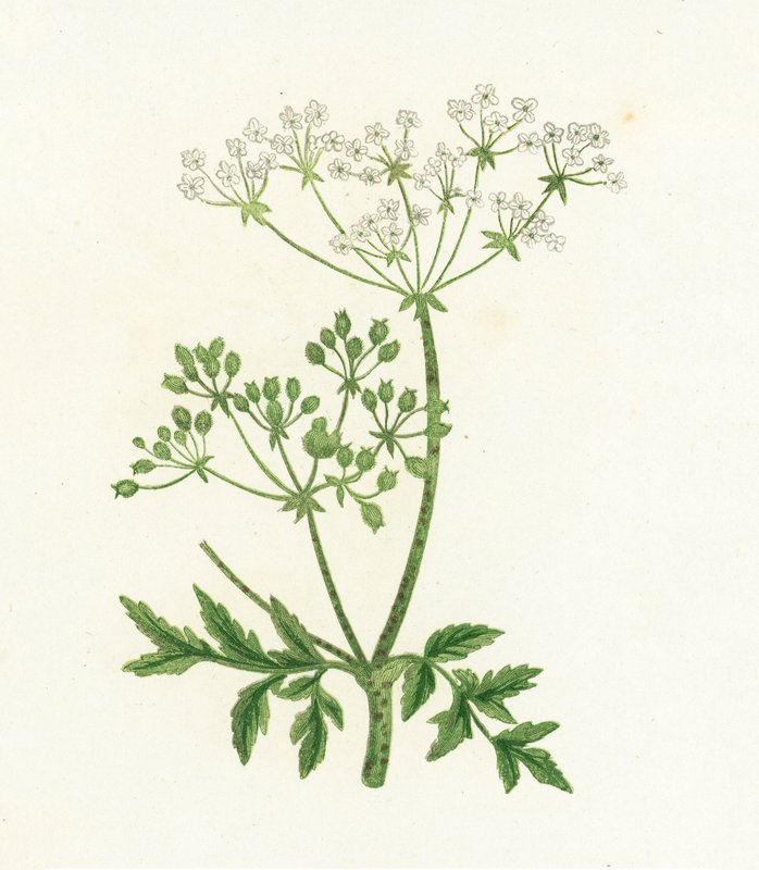 Tavallinen hemlokki, Conium Maculatum tekijältä English School