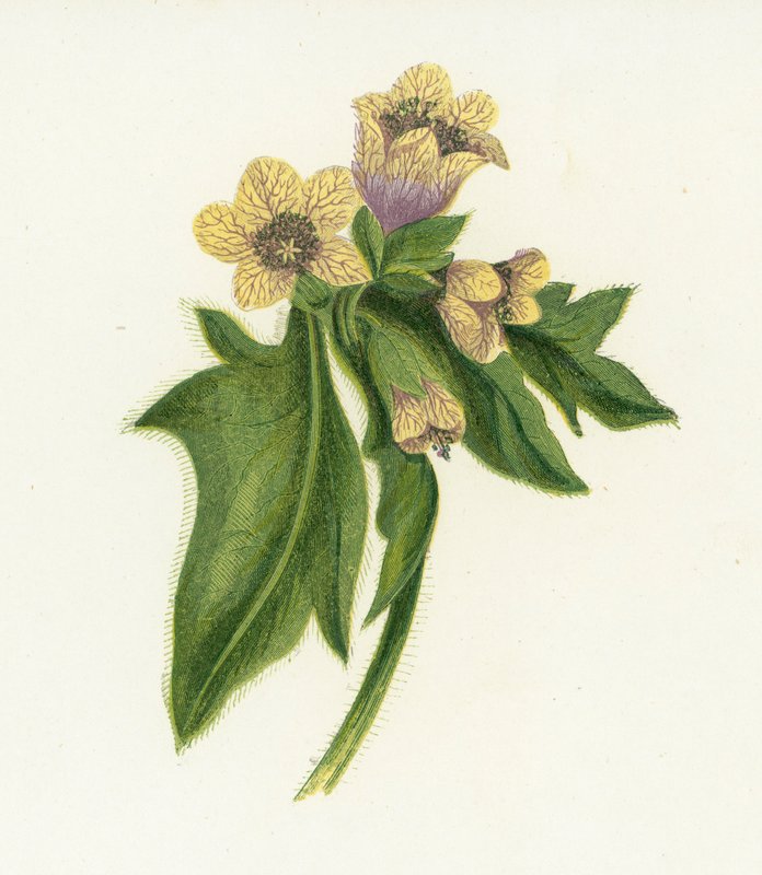 Henbane, Hyoscyamus Niger tekijältä English School
