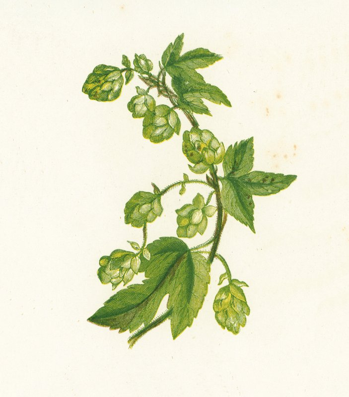 Harvinainen humala, Humulus Lupulus tekijältä English School