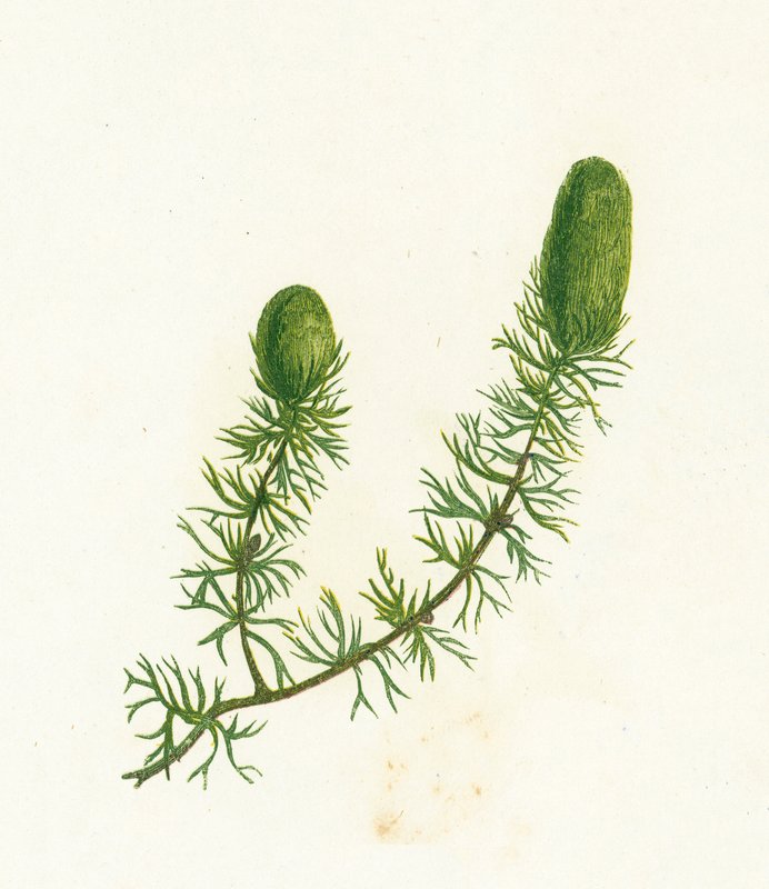 Hornwort, Ceratophyllum Demersum tekijältä English School