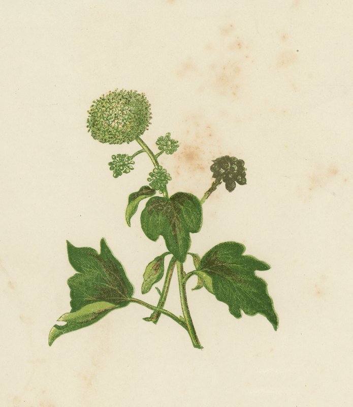 Common Ivy, Ivy Helix (väri litho) tekijältä English School