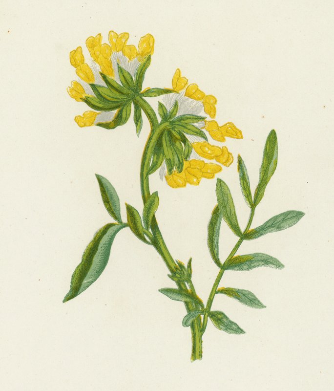 Tavallinen munuaisvirna, Anthyllis Vulneraria (väri litho) tekijältä English School