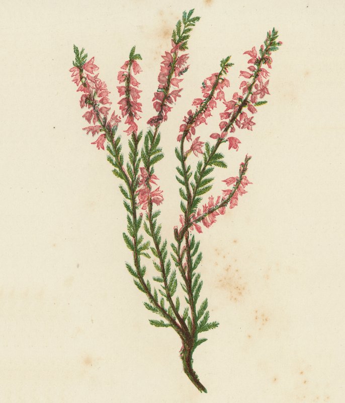 Kangasangervo, Calluna Vulgaris (väri litografia) tekijältä English School