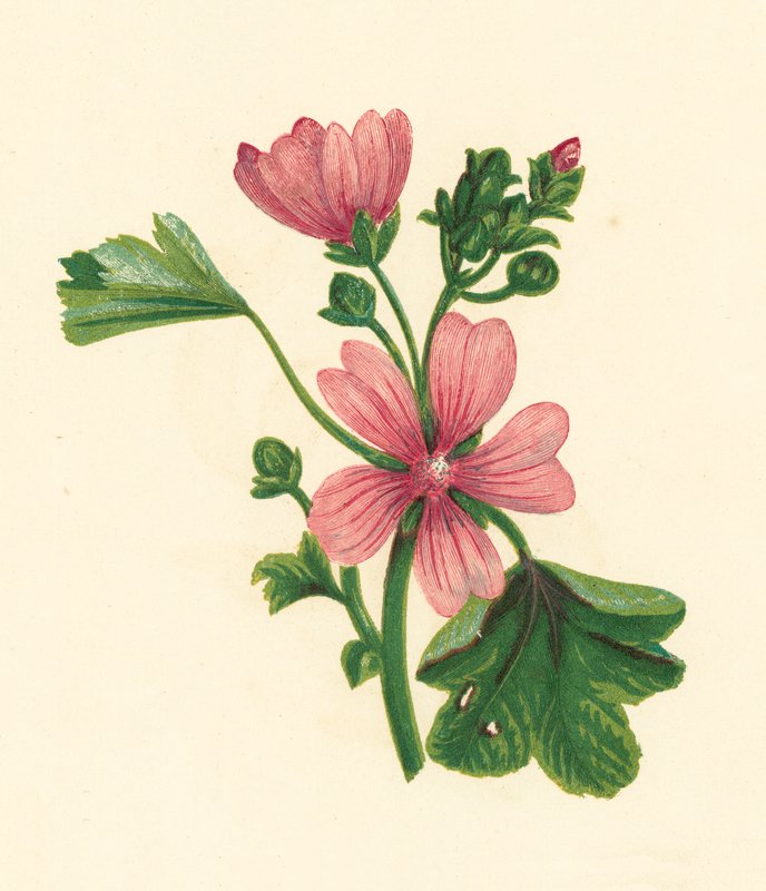 Malva Sylvestris, Malva Sylvestris (värilitro) tekijältä English School