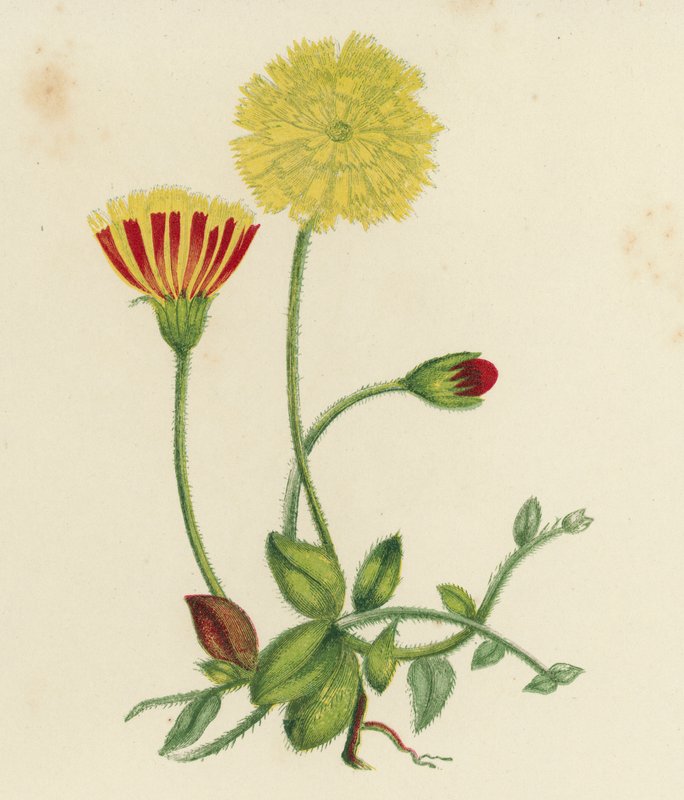Hiirenkorva-haukankannus, Hieracium Pilosella (väri lit.) tekijältä English School
