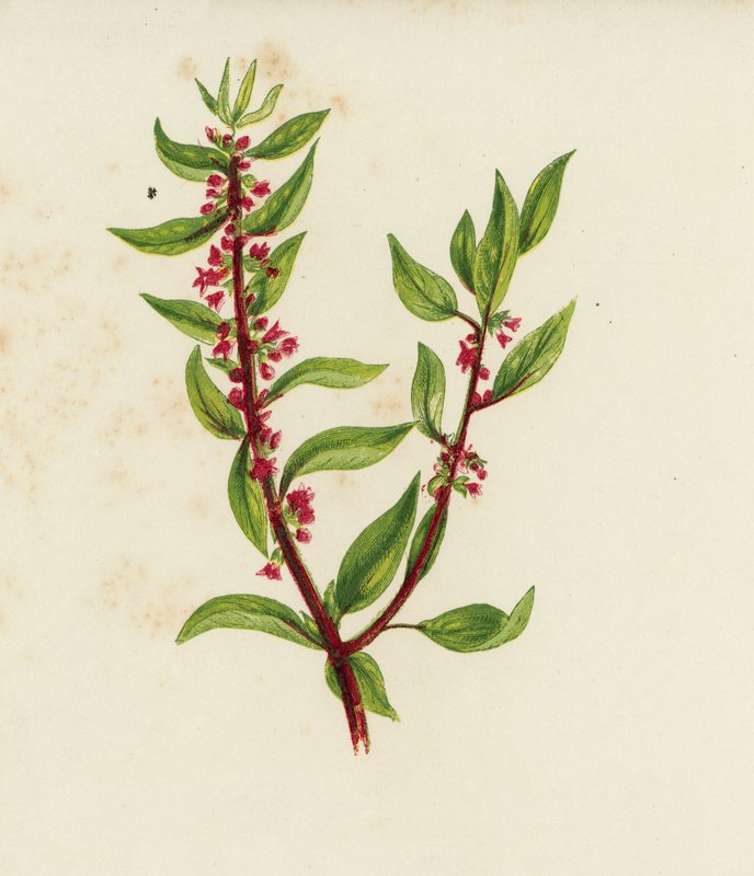 Seinäpelletti, Parietaria Officinalis (värilitho) tekijältä English School