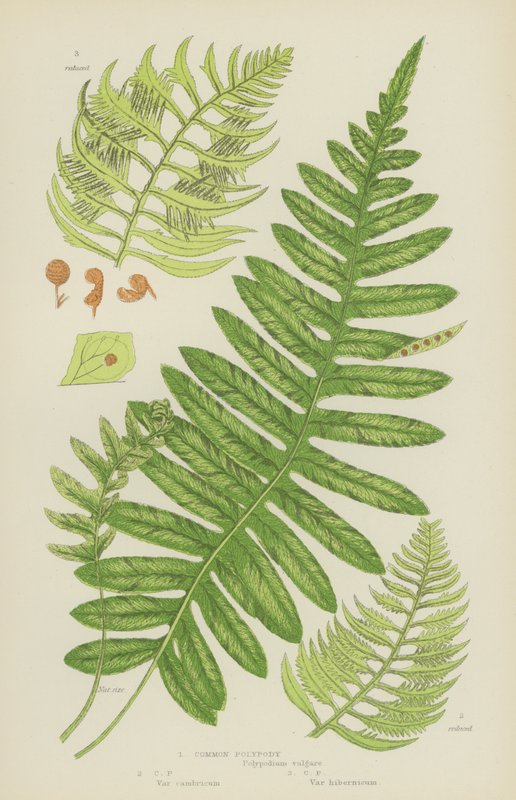 Polypody (värilitro) tekijältä English School