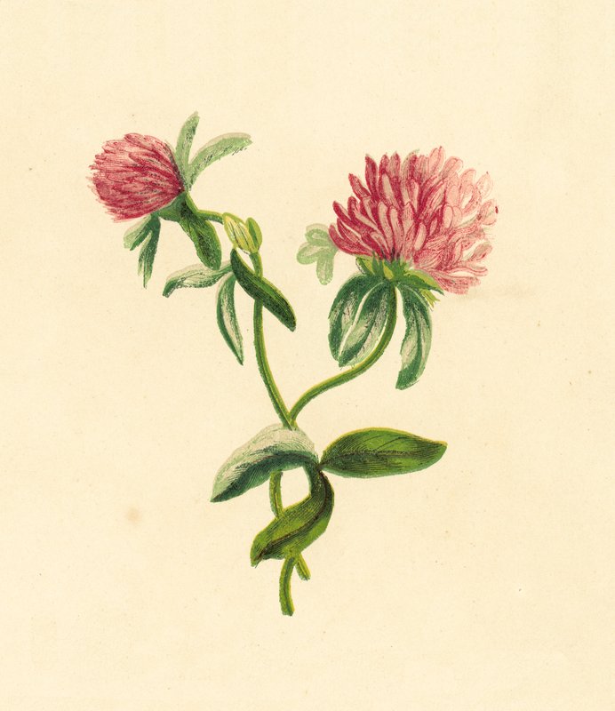 Harvinainen purppura, Trifolium Pratense tekijältä English School