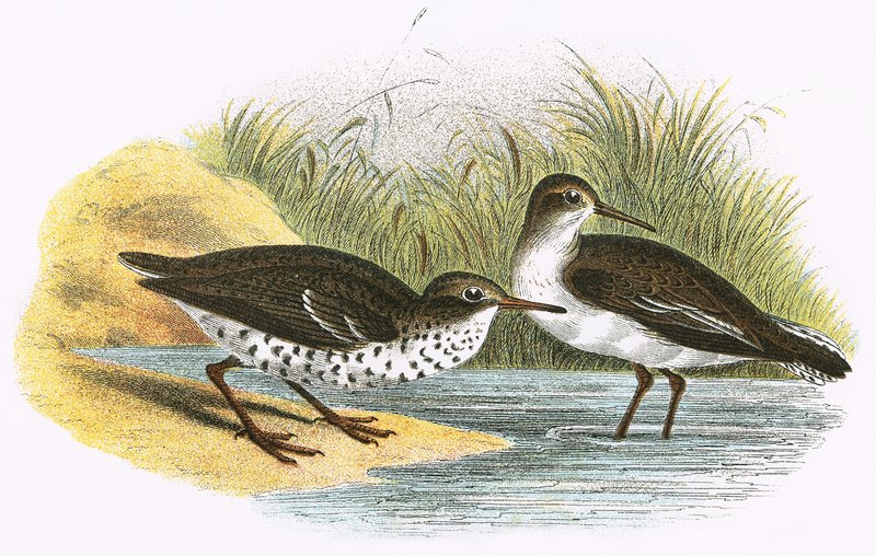 Common Sandpiper (oikealla) ja Spotted Sandpiper (vasemmalla) tekijältä English School