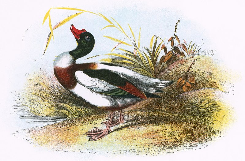 Tavallinen Shelduck tekijältä English School