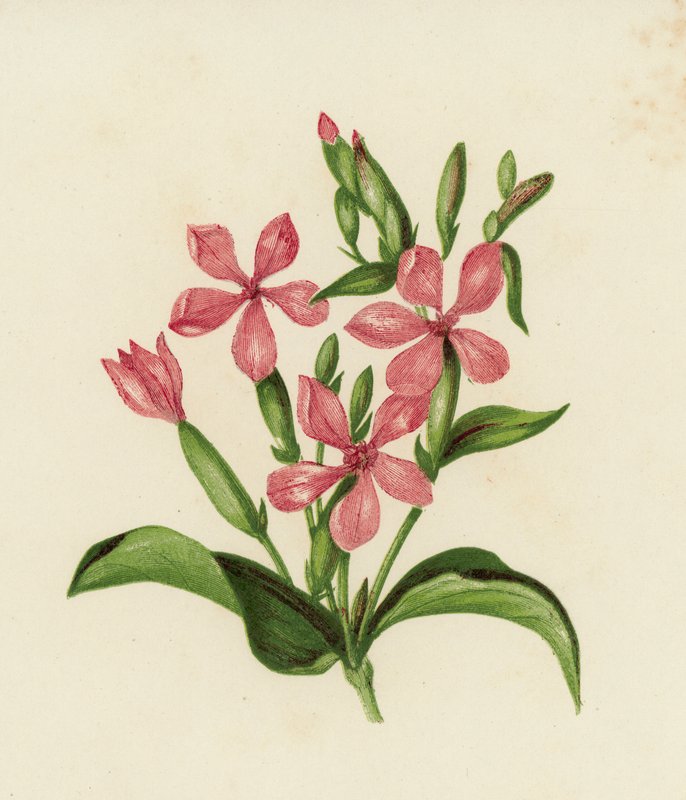 Saippuajuuri, Saponaria Officinalis (värilitho) tekijältä English School