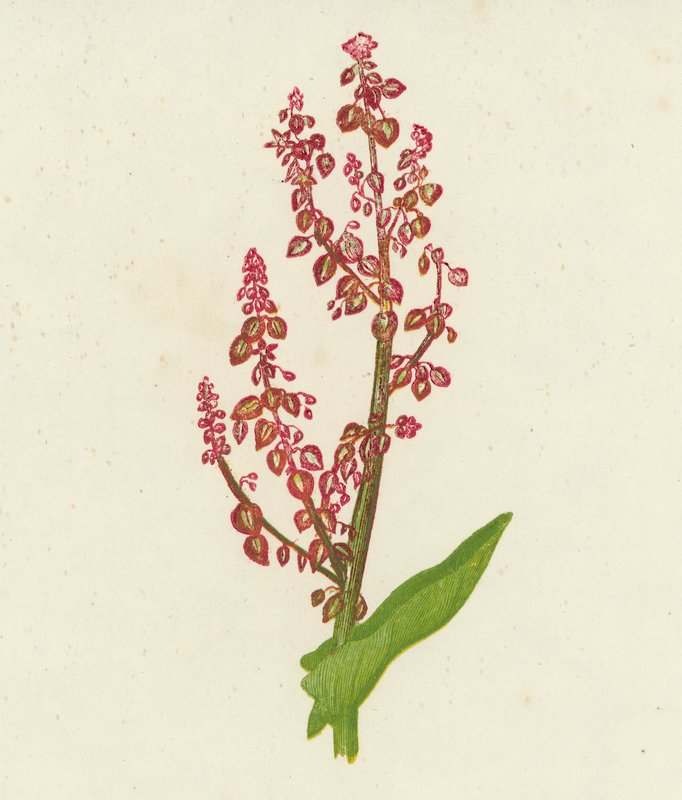 Harmaahumala, Rumex Acetosa (väri litossa) tekijältä English School