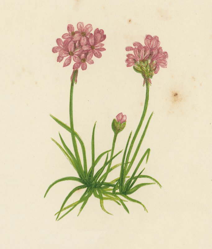 Common Thrift, Statice Armeria (väri litho) tekijältä English School