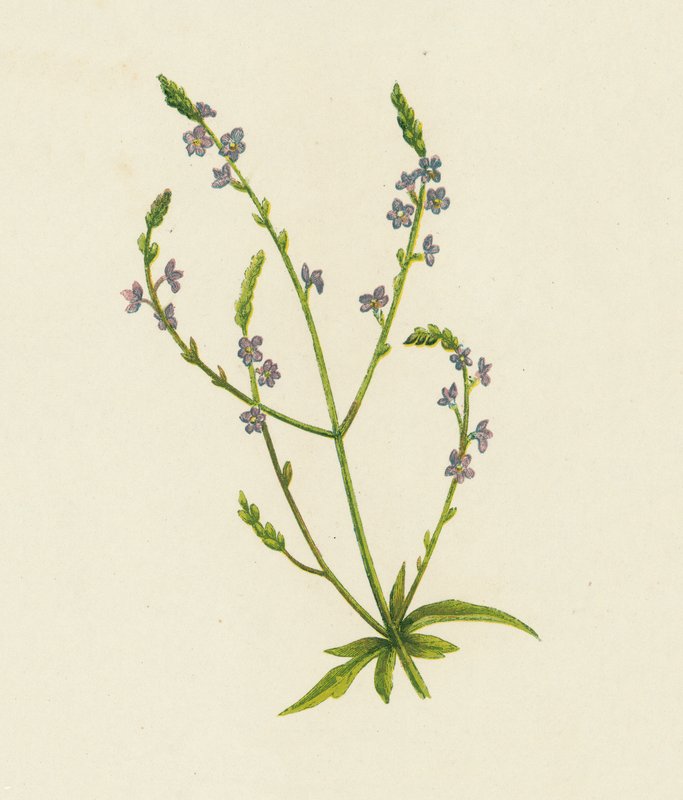 Vervain, Verbena Officinalis (värilitho) tekijältä English School