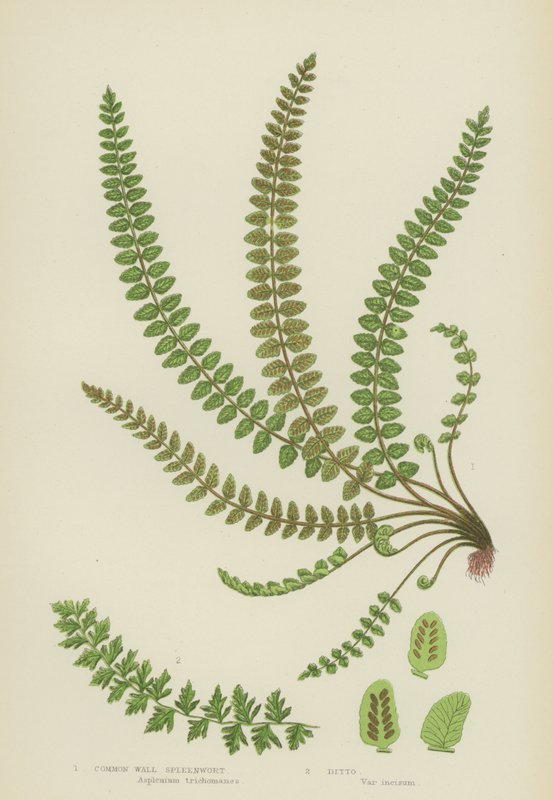 Common Wall Spleenwort (väri litho) tekijältä English School