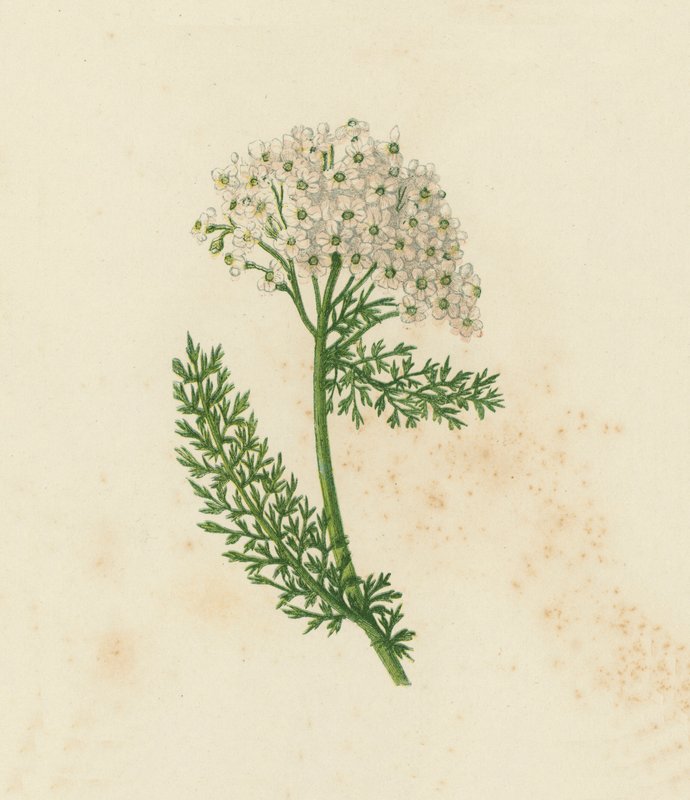 Tavallinen siankärsämö tai maitosiipiä, Achillea Millefolium (värilitho) tekijältä English School