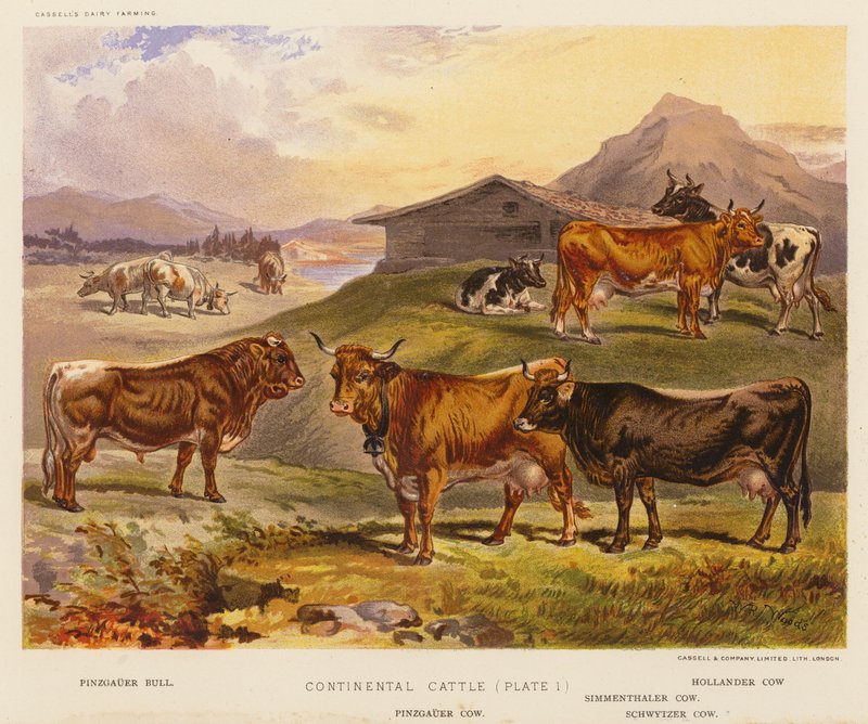 Continental Cattle (värilitro) tekijältä English School