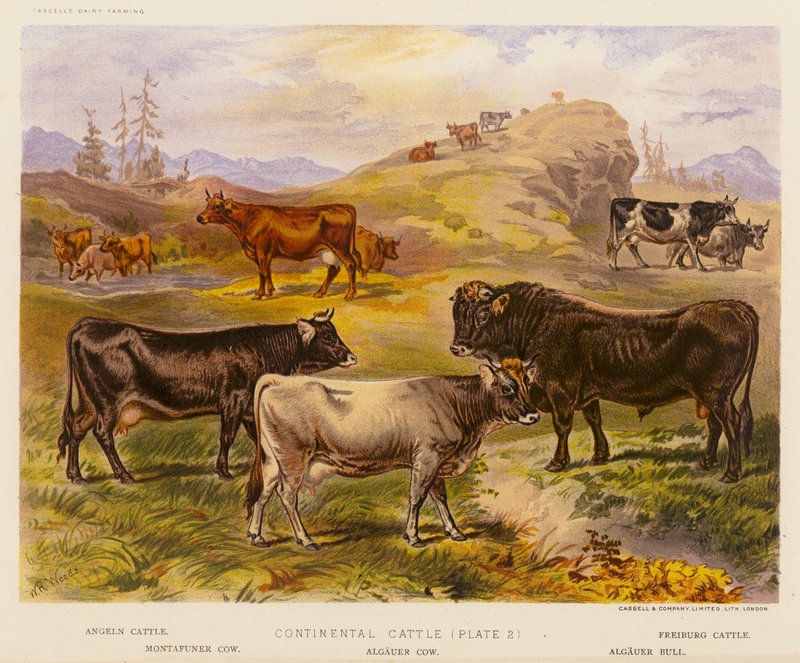 Continental Cattle (värilitro) tekijältä English School