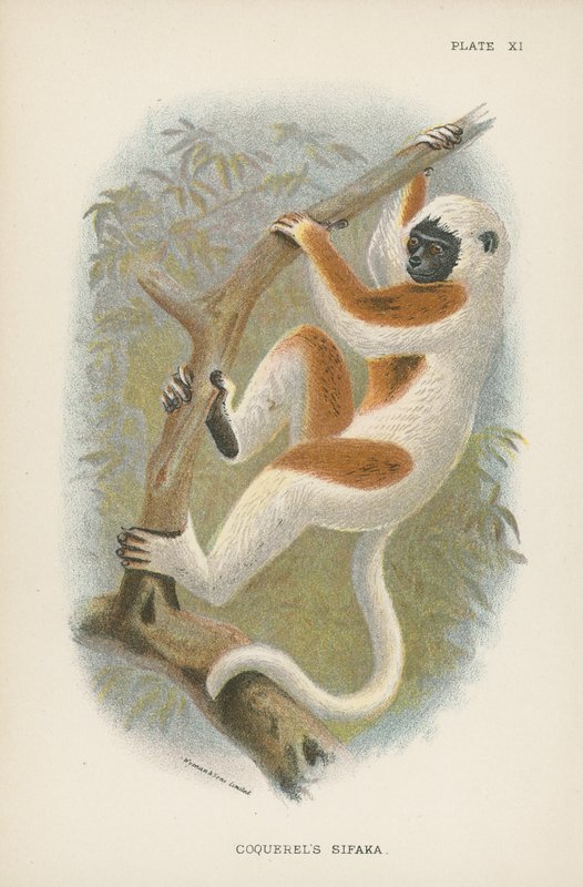 Coquerelin Sifaka tekijältä English School