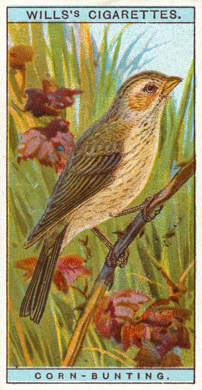 Corn-Bunting tekijältä English School