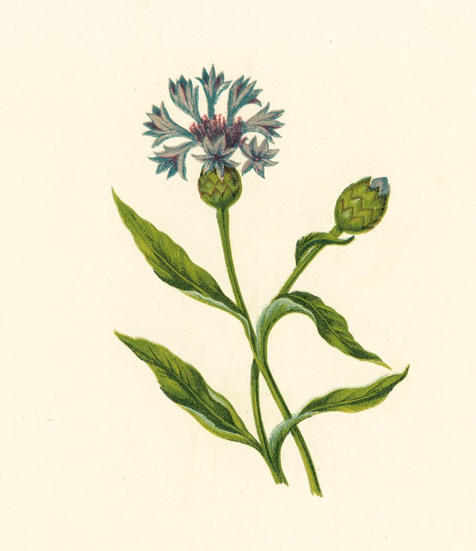 Maissi Sinipullo, Centaurea Cyanus (värilitro) tekijältä English School