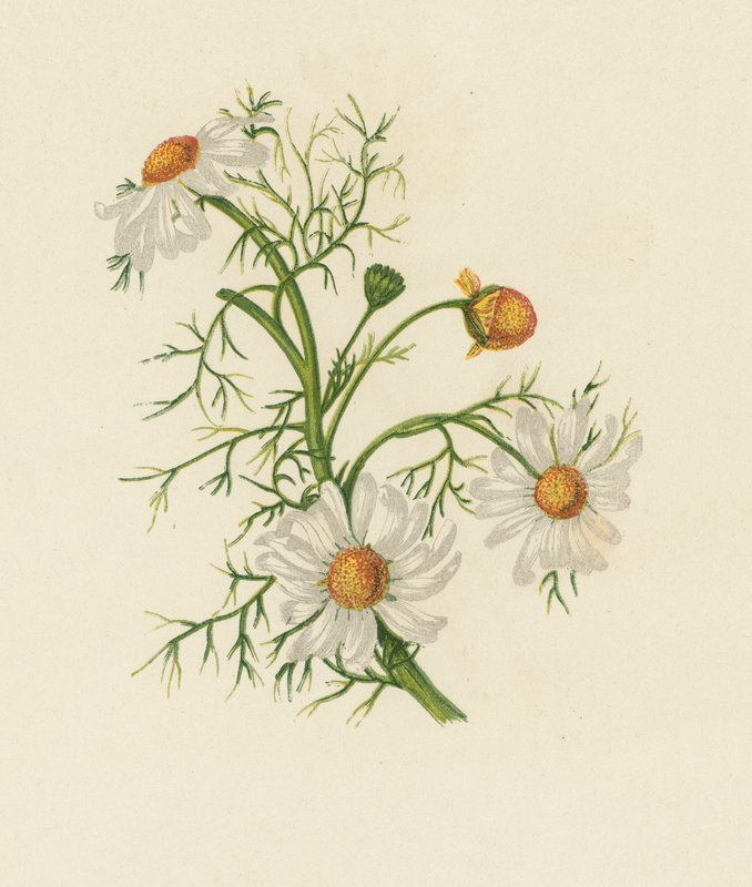 Corn Feverfew, Pyrethrum Inodorum (väri litho) tekijältä English School