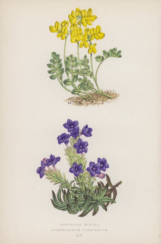 Pienet kruunut; Lithospermum Prostratum (väri litho) tekijältä English School