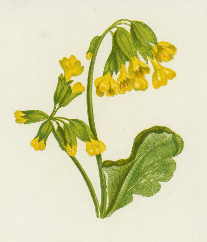 Cowslip, Spring Primrose (väri litho) tekijältä English School