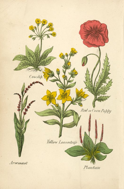 Lehmuslilja, puna- tai maissiunikko, keltakurjenpolvi, arsemartti, plantain (värilitografia). tekijältä English School