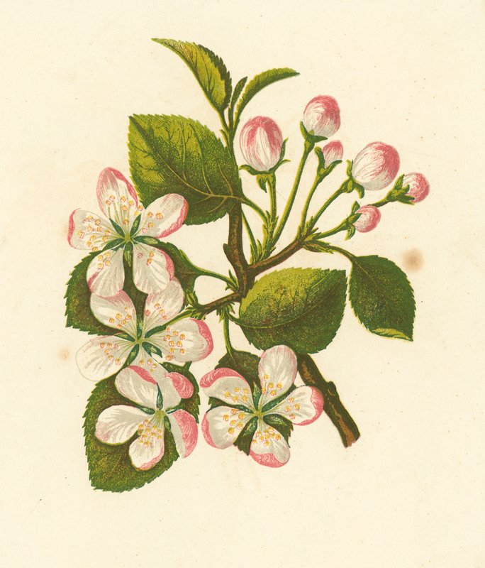 Rapuomenat, Pyrus Malus (värilitro) tekijältä English School