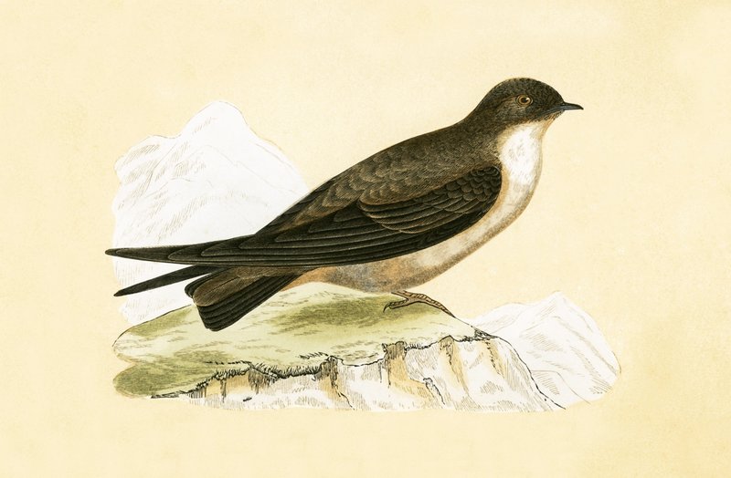 Crag Swallow, kuvitus Charles Robert Breen (1811-86) teoksesta "A History of the Birds of Europe Not Observed in the British Isles", julkaistu 1867. tekijältä English School
