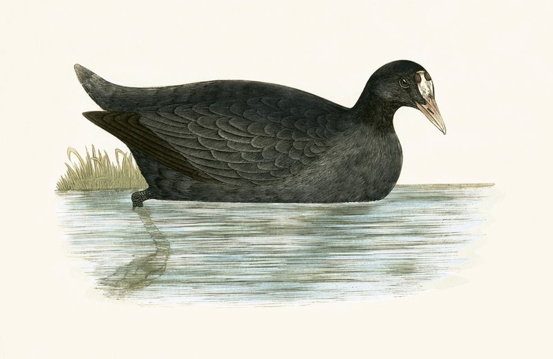 Kottarainen, kuvitus Charles Robert Breen (1811-86) teoksesta "A History of the Birds of Europe Not Observed in the British Isles", julkaistu 1867. tekijältä English School