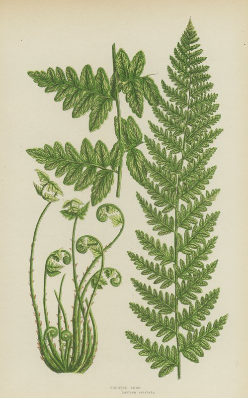 Crested Fern (väri litho) tekijältä English School