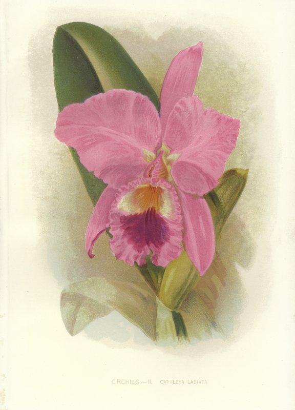 Crimson Cattleya tekijältä English School