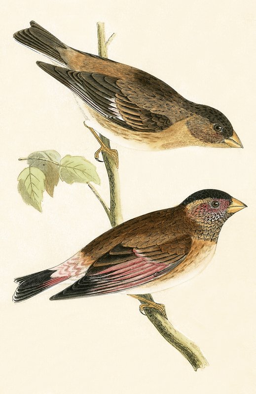 Crimson Winged Grosbeak, kuvitus Charles Robert Breen (1811-86) teoksesta "A History of the Birds of the Birds of the British Isles", julkaistu 1867 tekijältä English School