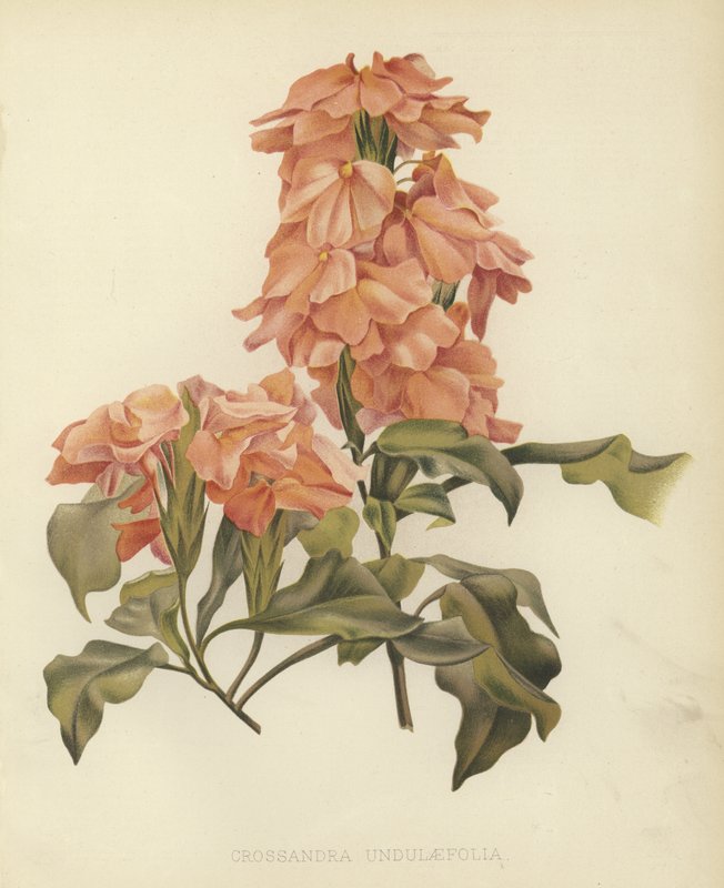 Crossandra undulaefolia tekijältä English School