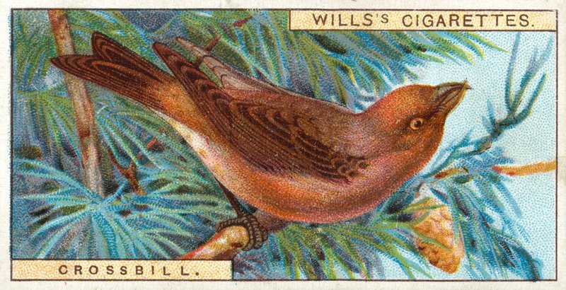 Crossbill tekijältä English School