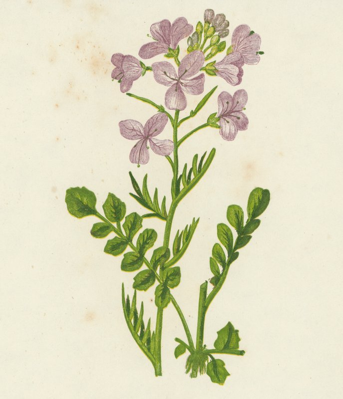 Käki Kukka, Cardamine Pratensis (värilitografia) tekijältä English School
