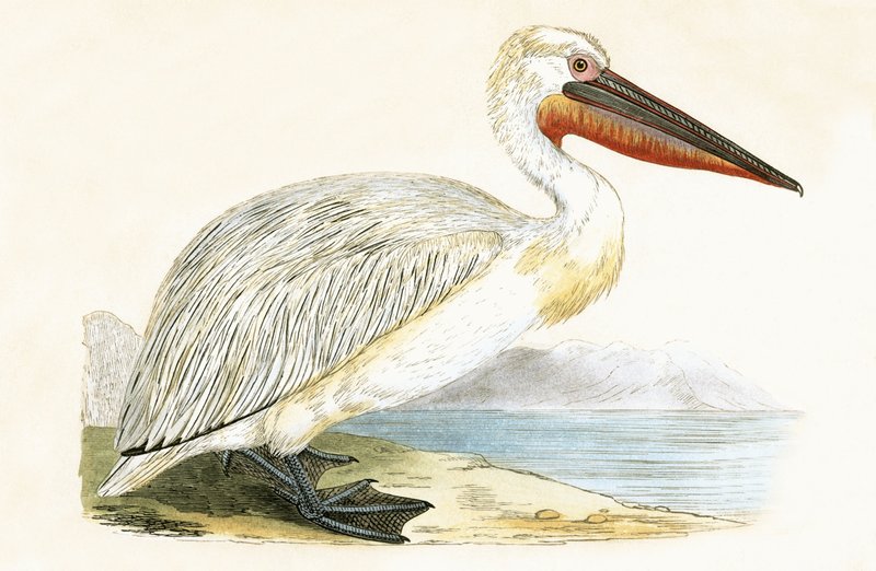 Dalmatialainen pelikaani, kuvitus Charles Robert Breen (1811-86) teoksesta "Euroopan lintujen historia, joita ei havaittu Brittein saarilla", julkaistu 1867 tekijältä English School