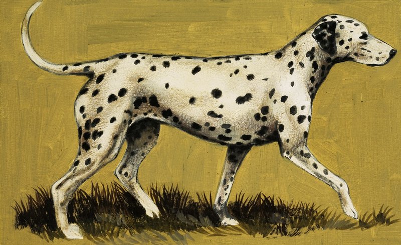 Dalmatialainen koira tekijältä English School