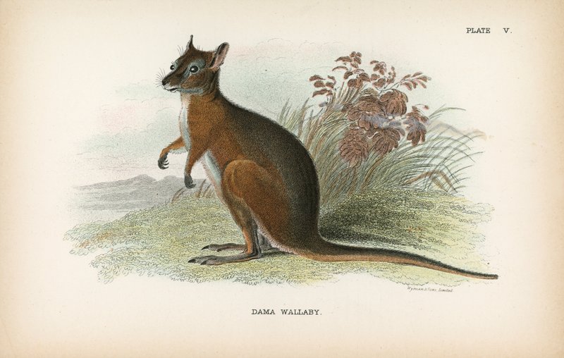 Dama Wallaby tekijältä English School