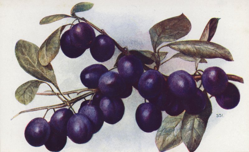 Damson, "The Merryweather" (värilitografia). tekijältä English School