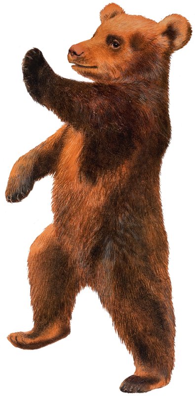 Tanssiva karhu tekijältä English School