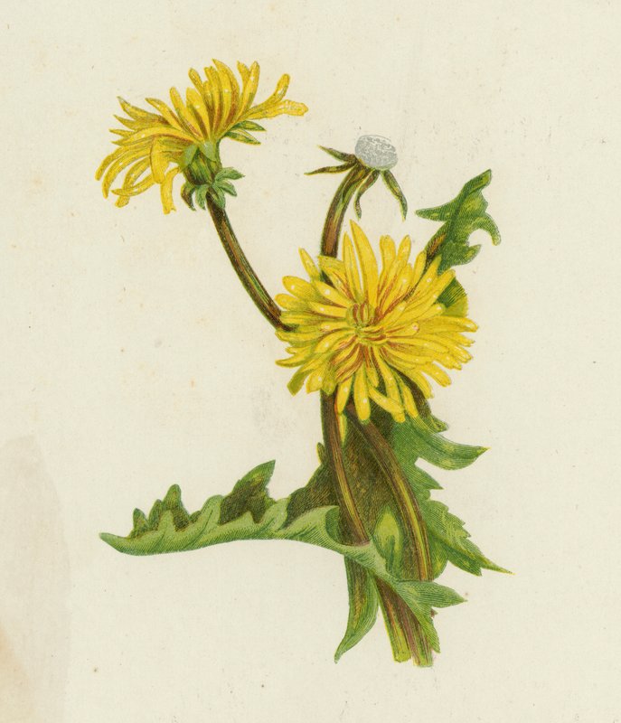 Voikukka, Leontodon Taraxacum (väri litho) tekijältä English School